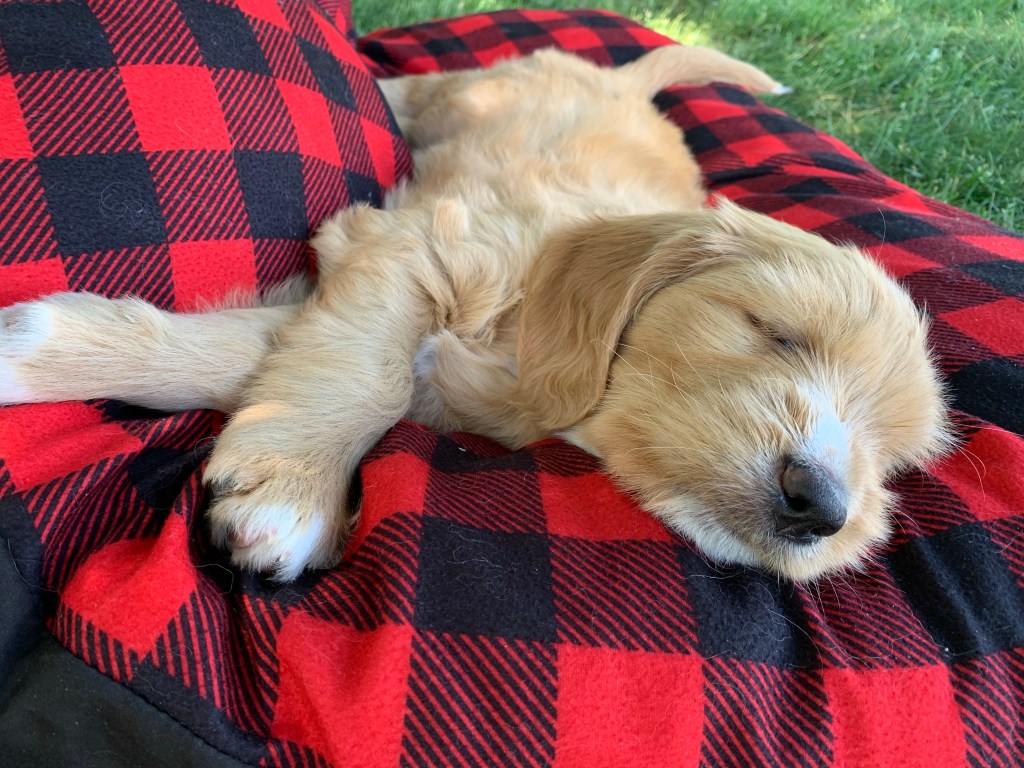 Koevs Doodles 2nd&nbsp;Litter